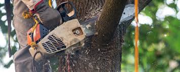 Best Tree Cabling and Bracing  in Monongah, WV