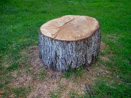 Best Palm Tree Trimming  in Monongah, WV