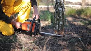 Best Lot and Land Clearing  in Monongah, WV