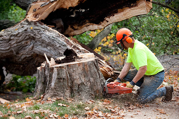 Best Root Management and Removal  in Monongah, WV